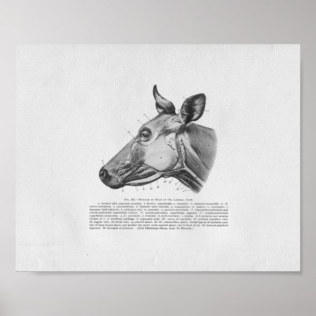 Affiche Anatomie musculaire de vache Imprimer Vintage (Devant)