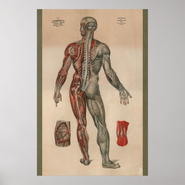 Affiche Anatomie musculaire des nerfs Vintages de 1851 (Devant)