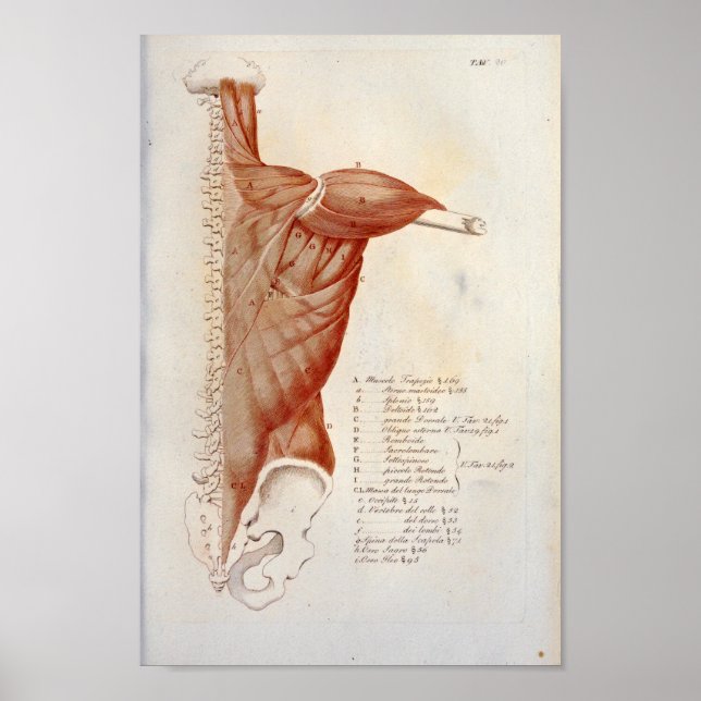 Affiche Anatomie musculaire dos cou Imprimer Français (Devant)