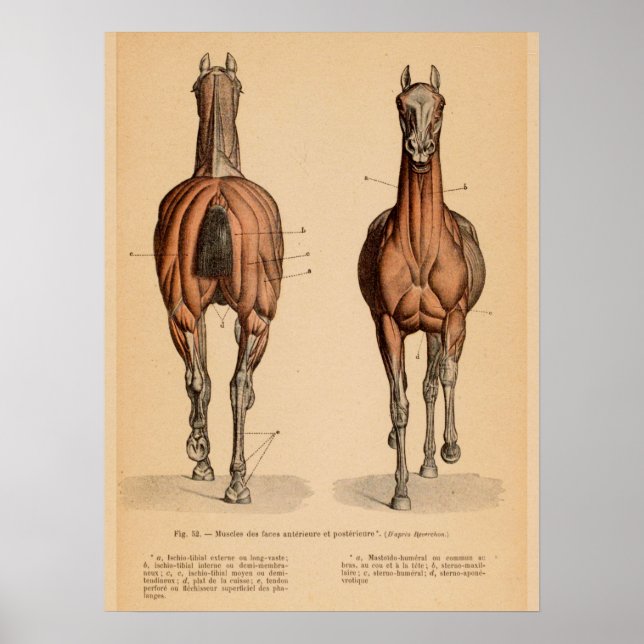 Affiche Anatomie musculaire du cheval Français Vintage Imp (Devant)