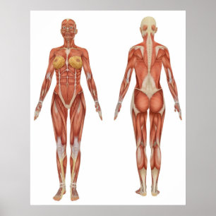 Affiche Anatomie musculaire féminine vue avant et arrière