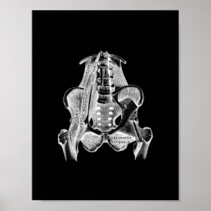 Affiche Anatomie musculaire humaine en noir et blanc