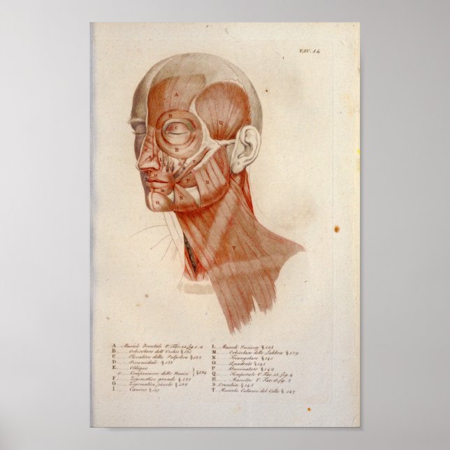 Affiche Anatomie musculaire Imprimer visage Cou français (Devant)