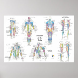 Affiche Anatomie musculaire postérieure antérieure