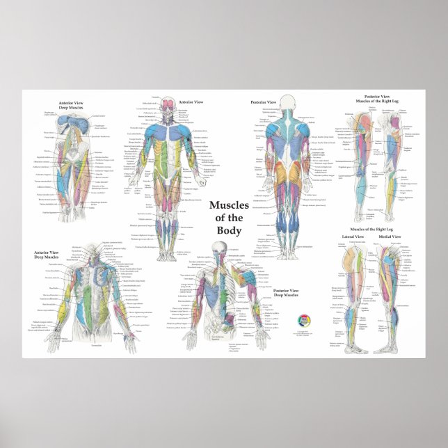 Affiche Anatomie musculaire postérieure antérieure (Devant)