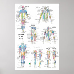 Affiche Anatomie musculaire postérieure antérieure