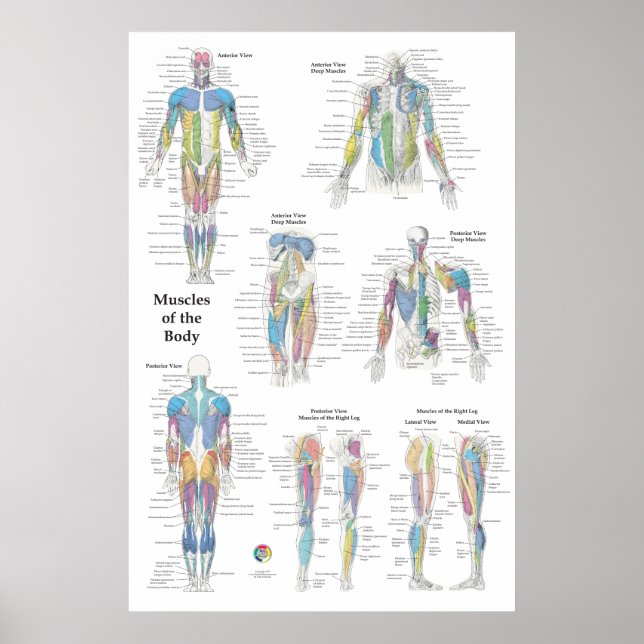 Affiche Anatomie musculaire postérieure antérieure (Devant)