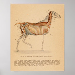 Affiche Anatomie musculaire profonde du cheval Français Vi