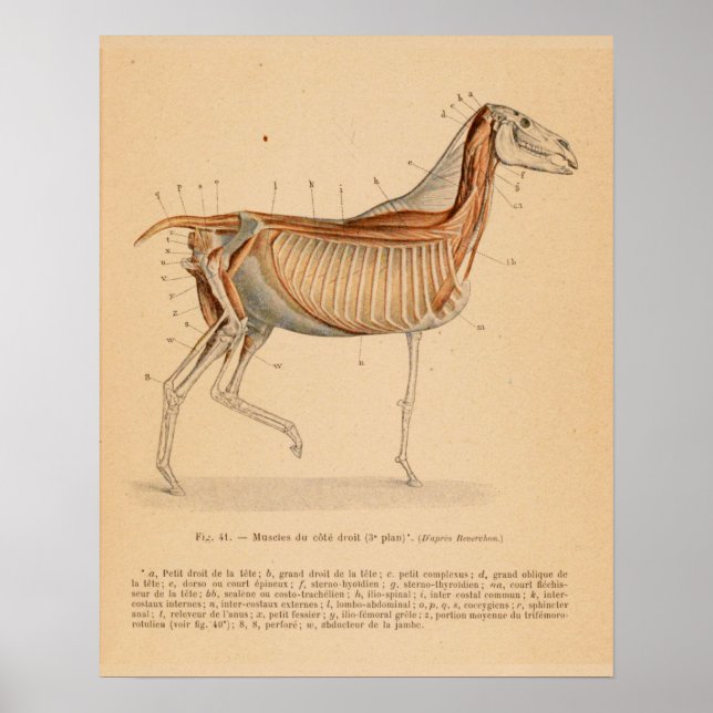 Affiche Anatomie musculaire profonde du cheval Français Vi (Devant)