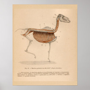 Affiche Anatomie musculaire profonde du cheval Français Vi
