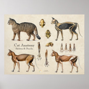 Affiche Anatomie Musculaire Squelettique du Chat