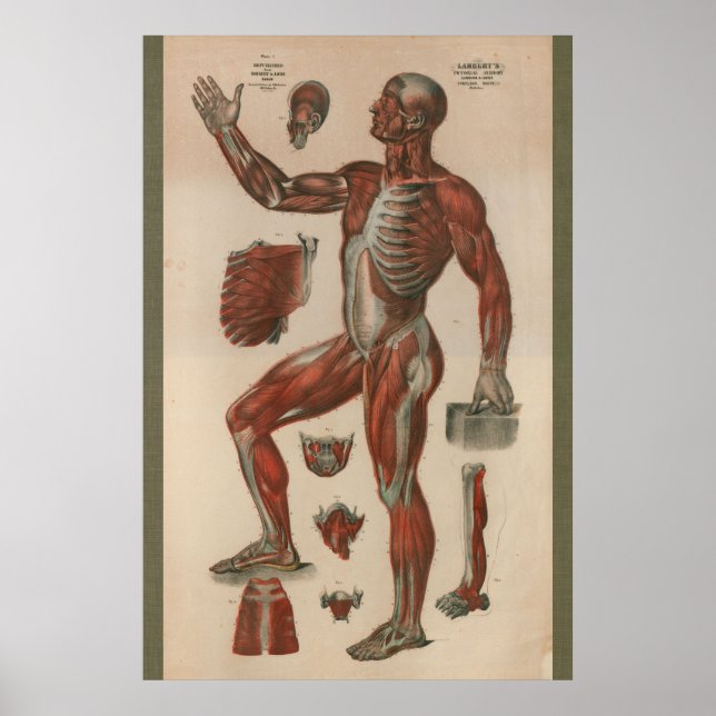 Affiche Anatomie musculaire Vintage de 1851 (Devant)