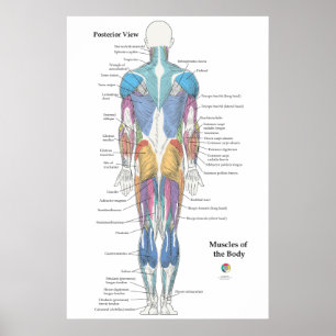 Affiche Anatomie musculaire vue postérieure