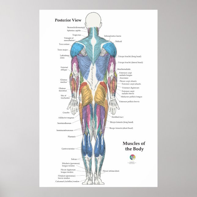 Affiche Anatomie musculaire vue postérieure (Devant)