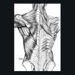 Affiche Anatomie noire et blanche Muscles de dos d'art (18<br><div class="desc">Cette vieille illustration médicale en noir et blanc offre une vue détaillée de la musculature du dos.</div>
