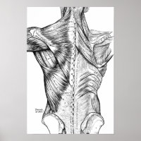 Anatomie noire et blanche Muscles de dos d'art (18