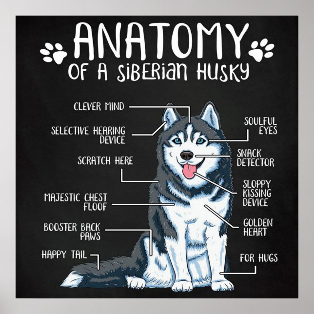 Affiche Anatomie Sibérie Husky (Devant)