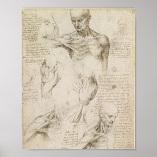 Affiche Anatomie superficielle de l'épaule de Da Vinci