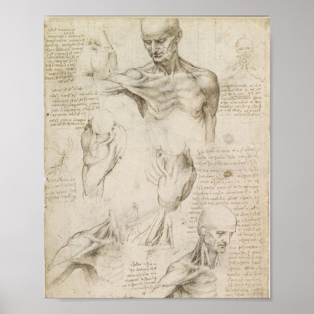 Affiche Anatomie superficielle de l'épaule de Da Vinci (Devant)