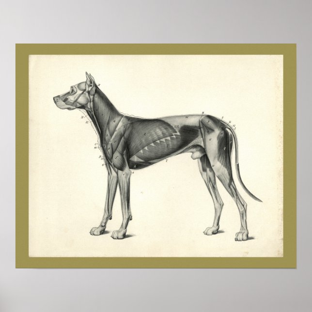 Affiche Anatomie vétérinaire du chien (Devant)