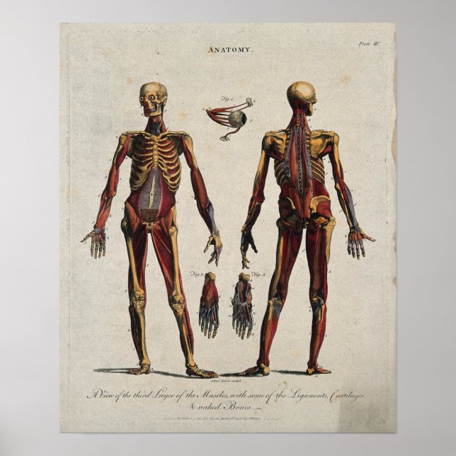 Affiche Anatomie vintage (Devant)