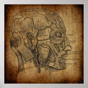 Affiche Anatomie Vintage