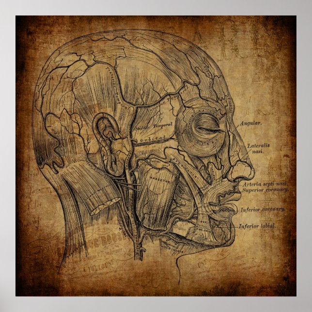 Affiche Anatomie Vintage  (Devant)