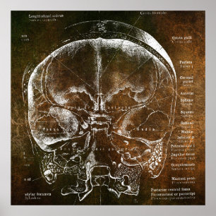 Affiche Anatomie Vintage