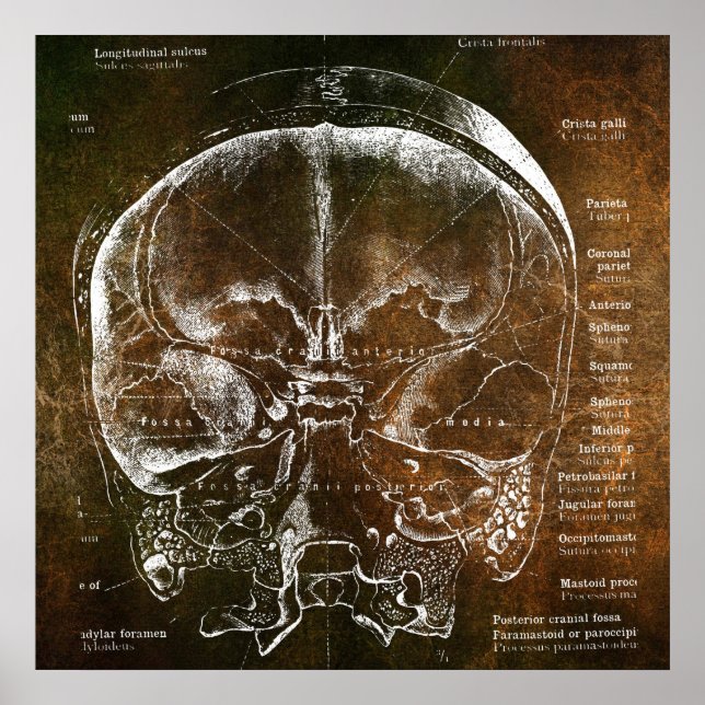 Affiche Anatomie Vintage  (Devant)