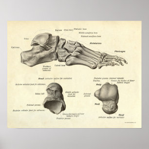 Affiche Anatomie vintage Bones d'impression de pied