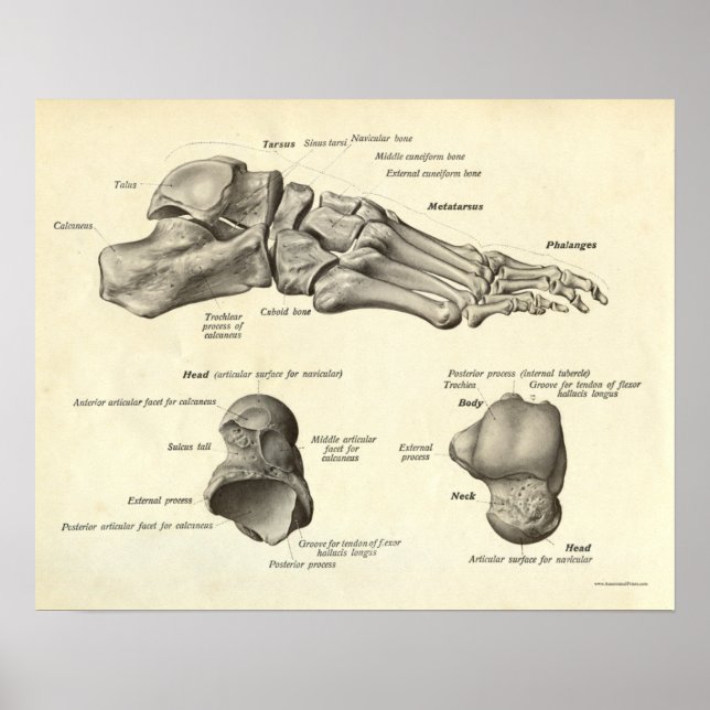 Affiche Anatomie vintage Bones d'impression de pied (Devant)