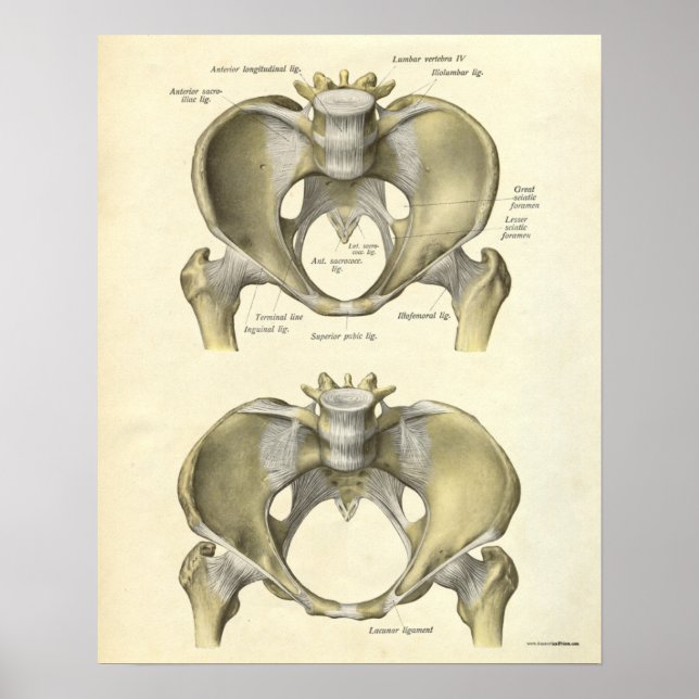 Affiche Anatomie vintage Bones d'impression Pelvis (Devant)