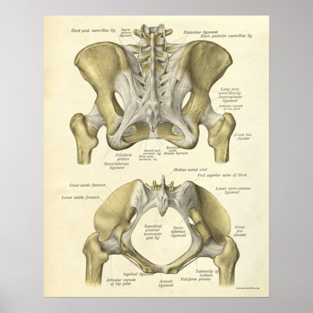 Affiche Anatomie vintage Bones d'impression Pelvis (Devant)