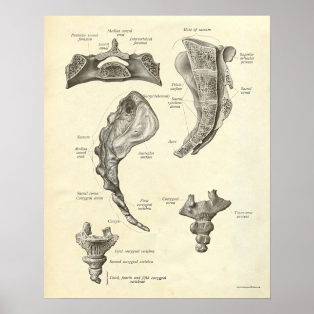 Affiche Anatomie vintage Bones d'impression Sacrum (Devant)