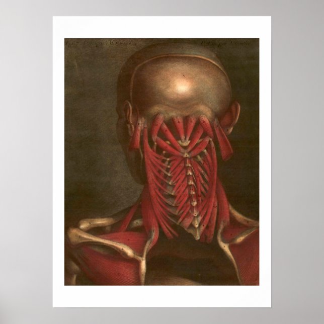 Affiche Anatomie vintage | Cou et épaules (Devant)