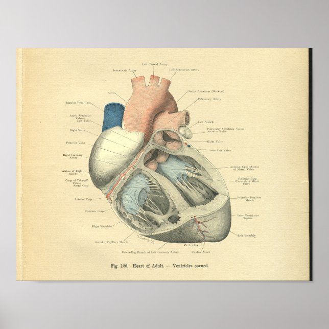 Affiche Anatomie vintage de Frohse du coeur humain (Devant)