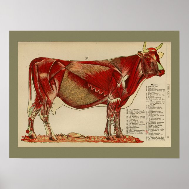Affiche Anatomie Vintage des muscles de la vache 1917 (Devant)
