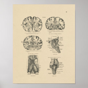 Affiche Anatomie vintage du cerveau humain 1880 Imprimer