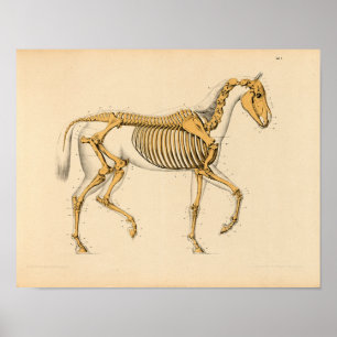 Affiche Anatomie vintage du cheval Imprimer Skeletal