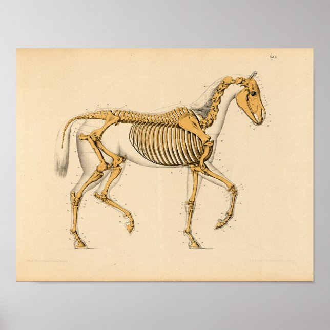 Affiche Anatomie vintage du cheval Imprimer Skeletal (Devant)