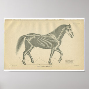 Affiche Anatomie vintage du cheval Imprimer Squelette