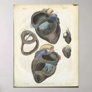 Affiche Anatomie Vintage du coeur