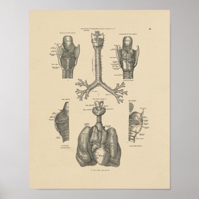 Affiche Anatomie vintage du coeur pulmonaire 1880 Imprimer (Devant)