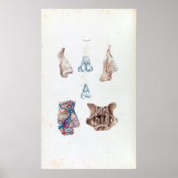 Anatomie vintage du nez et des sinus humains