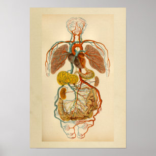 Affiche Anatomie vintage Imprimer Artères cardiaques Veine