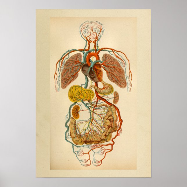 Affiche Anatomie vintage Imprimer Artères cardiaques Veine (Devant)