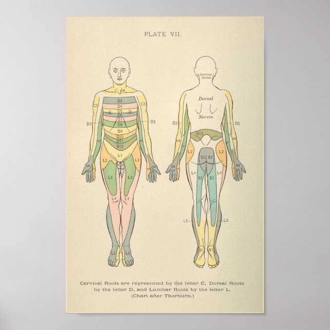 Affiche Anatomie vintage Imprimer Dermatomes Nerve Motifs (Devant)