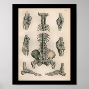 Affiche Anatomie vintage Imprimer Joints de colonne