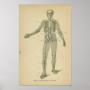 Affiche Anatomie vintage Imprimer Squelette humain