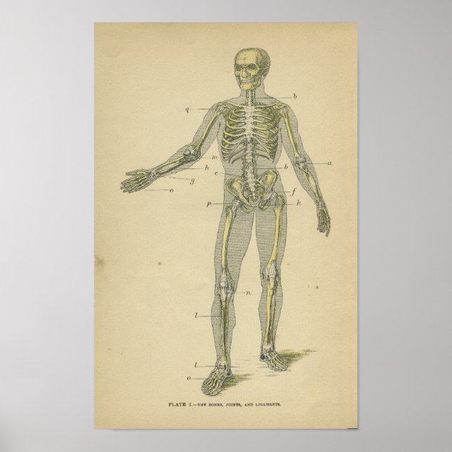Affiche Anatomie vintage Imprimer Squelette humain (Devant)